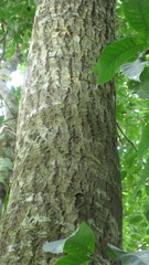 Calophyllum brasiliense