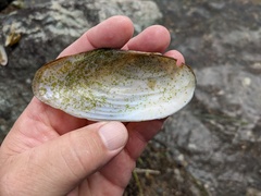 Utterbackiana implicata