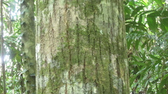 Calophyllum brasiliense