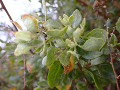 Asphondylia atriplicis