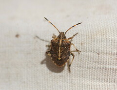 Oncocoris geniculatus