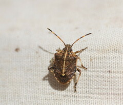 Oncocoris geniculatus