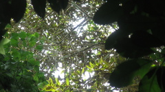 Calophyllum brasiliense