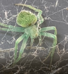 Araneus circulissparsus