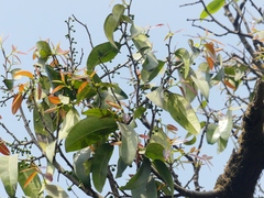 Sageraea laurina