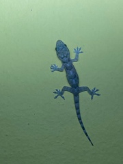 Hemidactylus mabouia