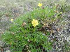 Potentilla biflora