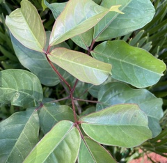 Bursera simaruba