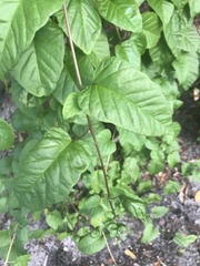 Jacquemontia pentanthos