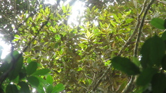Calophyllum brasiliense