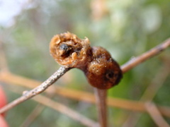 Asphondylia atriplicis