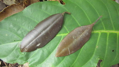 Calophyllum brasiliense