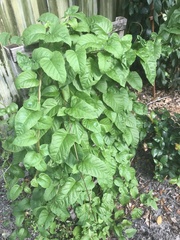 Jacquemontia pentanthos