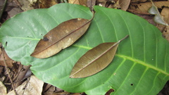 Calophyllum brasiliense
