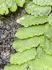 Adiantum diaphanum