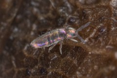 Pseudosinella