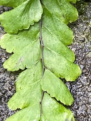 Adiantum diaphanum