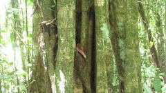 Aspidosperma megalocarpon