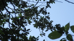 Aspidosperma megalocarpon
