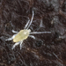 Eupodidae - Photo (c) solomon hendrix,  זכויות יוצרים חלקיות (CC BY-NC), הועלה על ידי solomon hendrix