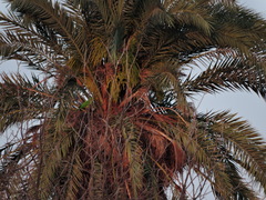 Psittacara holochlorus