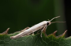 Stathmopoda horticola