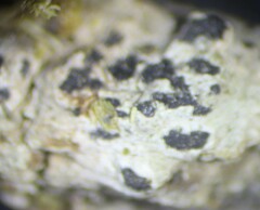 Arthonia radiata