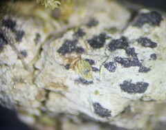 Arthonia radiata