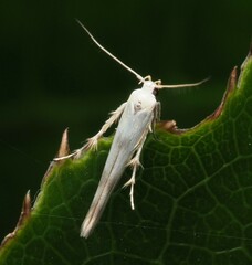 Stathmopoda horticola