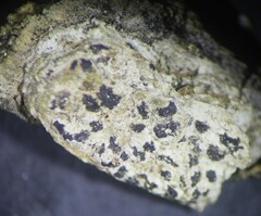 Arthonia radiata