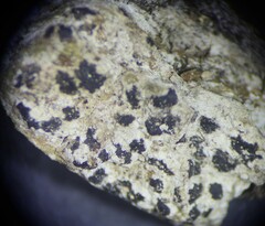 Arthonia radiata