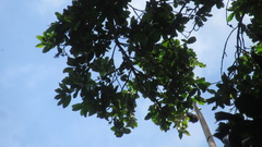Aspidosperma megalocarpon