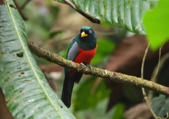 Trogon comptus