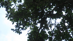 Aspidosperma megalocarpon