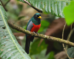 Trogon comptus