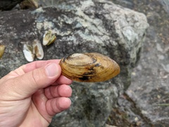 Utterbackiana implicata