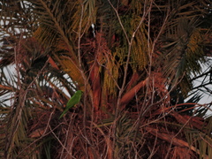 Psittacara holochlorus