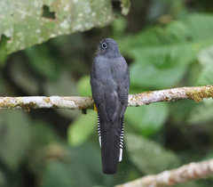 Trogon chionurus