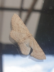 Poecilasthena scoliota