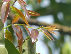 Sageraea laurina
