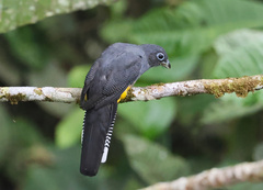 Trogon chionurus
