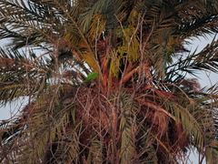 Psittacara holochlorus