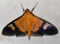 Phostria dohrnii