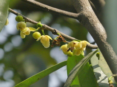 Sageraea laurina