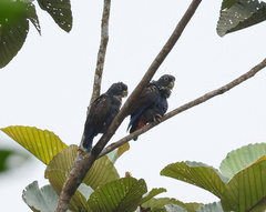Pionus chalcopterus