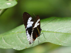 Heliconius cydno