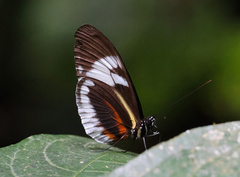 Heliconius cydno