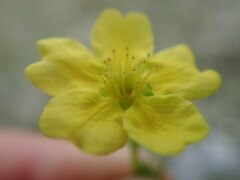 Potentilla biflora