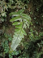 Stegnogramma wilfordii