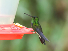 Polyerata rosenbergi